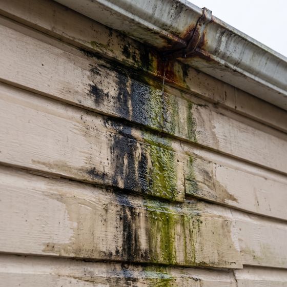 Mould down the siding